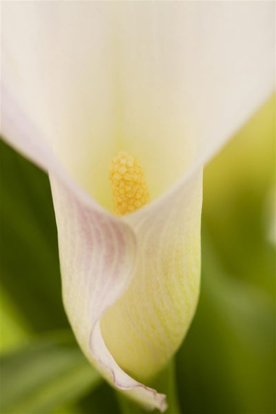 Zantedeschia aethiopica, Calla, weiß, ca. 9x9 cm Topf