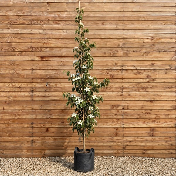 Blühender Blumenhartriegel als Hochstamm in einem Pflanzsack vor einer Holzwand.