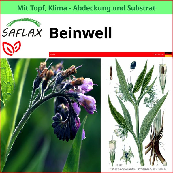 Saflax Beinwell Pflanze im Topf mit Klimaabdeckung und Substrat