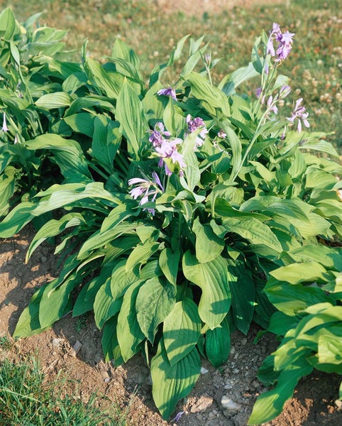 Hosta undulata 'Erromena', Funkie, grün-weiß, ca. 11x11 cm Topf