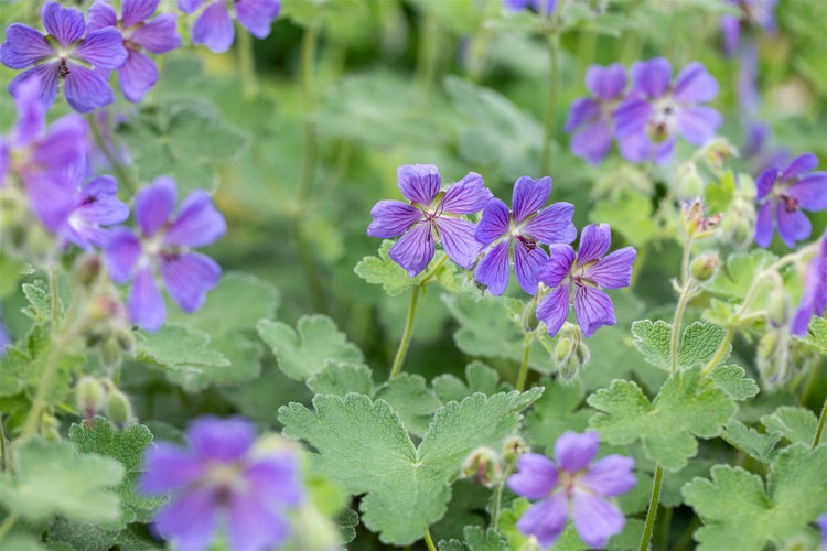 Geranium renardii 'Philippe Vapelle', Storchschnabel, ca. 9x9 cm Topf