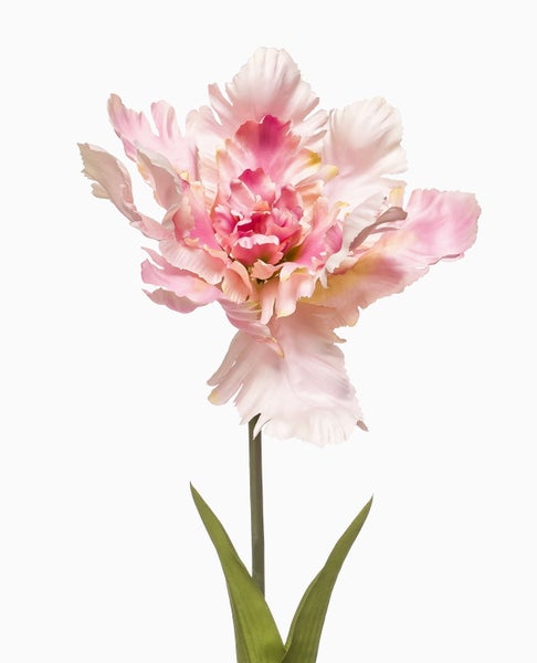 Orchideenzweig mit weißen Blüten und grünen Knospen.