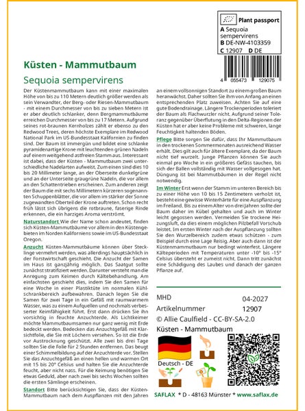 SAFLAX Garden to go - Küsten - Mammutbaum - Sequoia sempervirens - 50 Samen - Mit Topf, Klima - Deckel und Anzuchtsubstrat