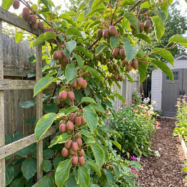 Mini-Kiwi-Pflanze mit Früchten am Holzspalier im Garten neben Blumenbeet und Gerätehaus.