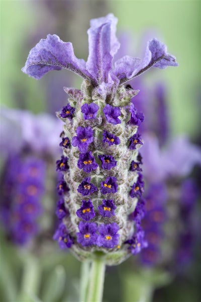 Nahaufnahme von Lavendelblüten
