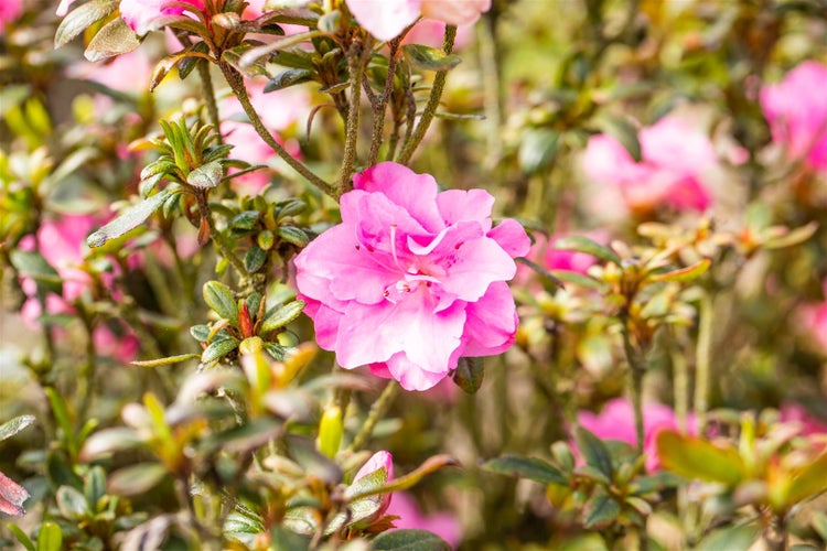 Rhododendron obtusum 'Rokoko', Azalee, rosa Blüten, 25–30 cm