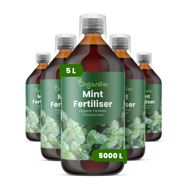 Organifer Minzdünger, organisches Düngerkonzentrat, 5 Liter Set für circa 5000 Liter Gießwasser.
