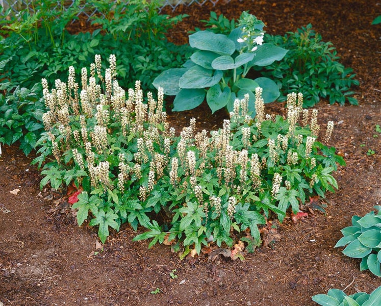 Tiarella laciniata 'Pink Bouquet', Schaumblüte, rosa, ca. 9x9 cm Topf