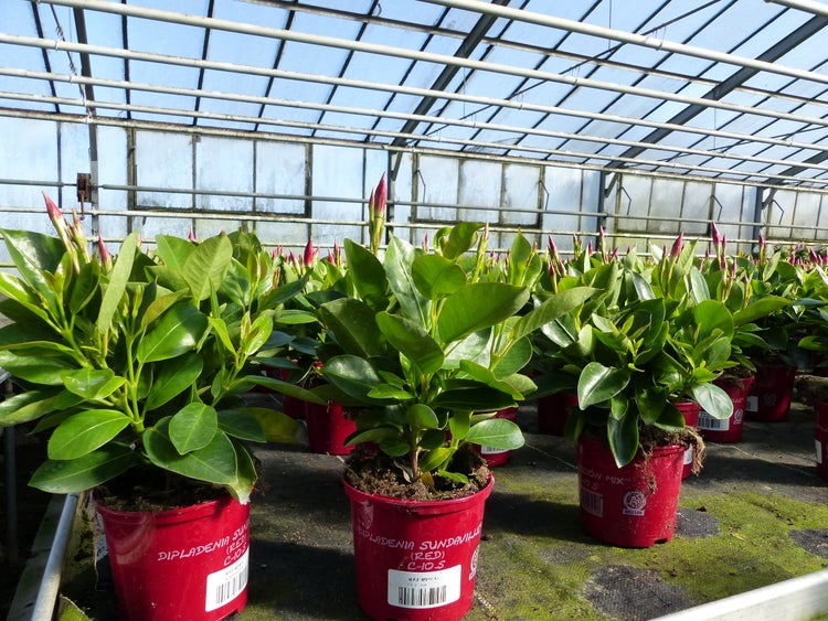 10er set Dipladenia RIO 25 cm ROT Dipladenie Sundeville für Kübel + Beet, Mandevilla Sommerblüher Dauerblüher