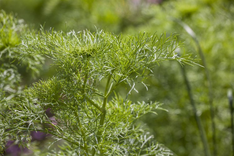 Anethum graveolens, Dill, aromatisch, ca. 11x11 cm Topf