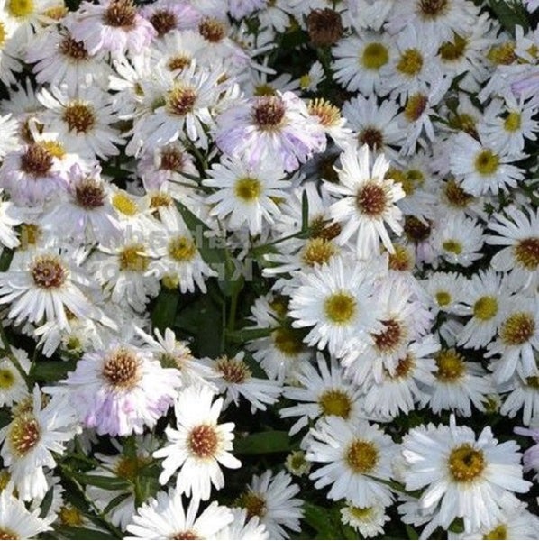 Nahaufnahme von weißen Asterblüten