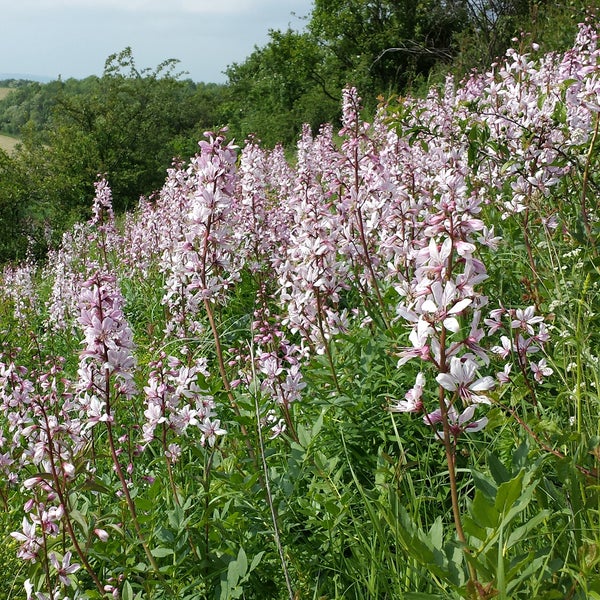 Diptam Pflanzenfeld im natürlichen Lebensraum