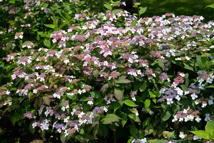 Detailaufnahme eines Tellerhortensienstrauchs mit Blüten