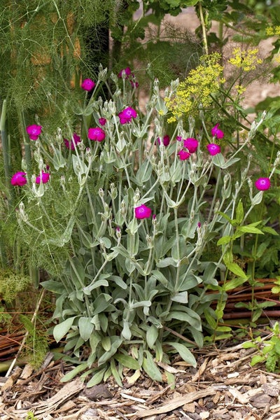 Lychnis coronaria, Lichtnelke, silbrig-grau, ca. 9x9 cm Topf
