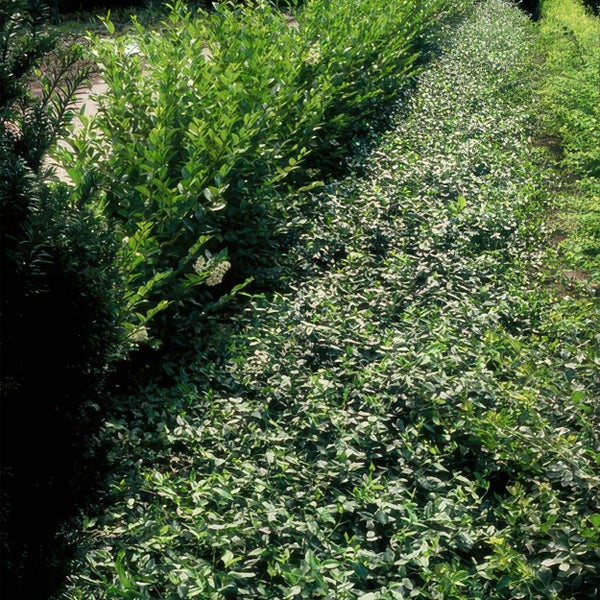 Dichte grüne Hecke im Garten aus Sträuchern mit kleinen Blättern als Sichtschutz.
