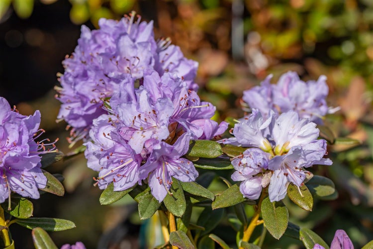 Rhododendron impeditum 'Blaue Mauritius', Zwerg-Rhododendron, blau, 20–25 cm