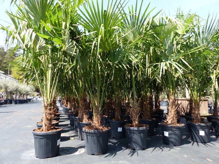 Chinesische Hanfpalmen in Töpfen auf Paletten zur Gartengestaltung