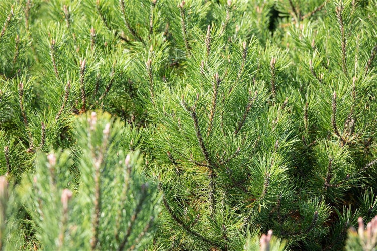 Pinus uncinata, Berg-Kiefer, 60–70 cm