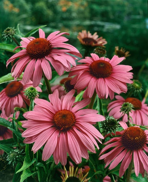 Nahaufnahme von rosa blühendem Sonnenhut im Garten