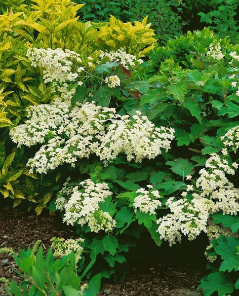 Gartenansicht mit Hortensien und verschiedenen Pflanzen