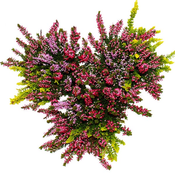 Calluna vulgaris Set mit 3 Pflanzen Besenheide Heidepflanze winterhart 11cm Topf mehrfarbig