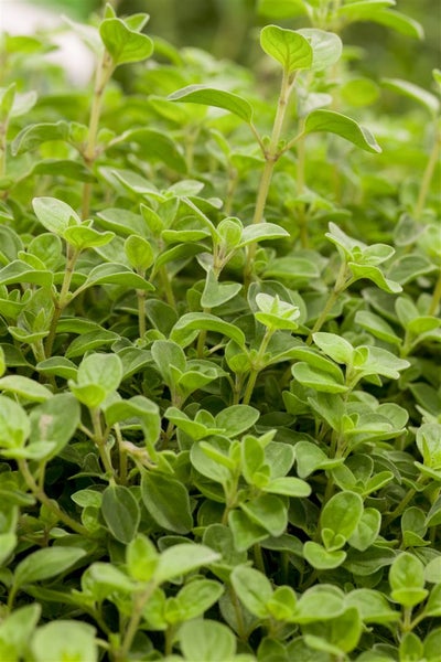 Origanum vulgare 'Compactum', Oregano, aromatisch, ca. 9x9 cm Topf