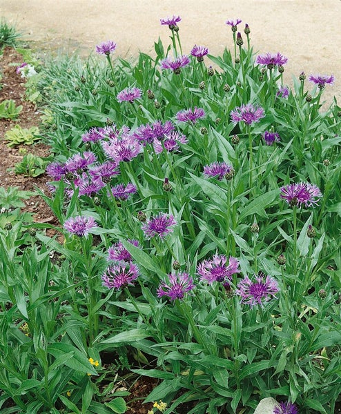 Nahaufnahme eines Beetes mit Flockenblumen