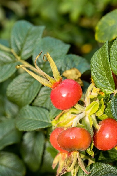 Rosa rugosa 'Alba', Kartoffelrose, weiß, 40–60 cm