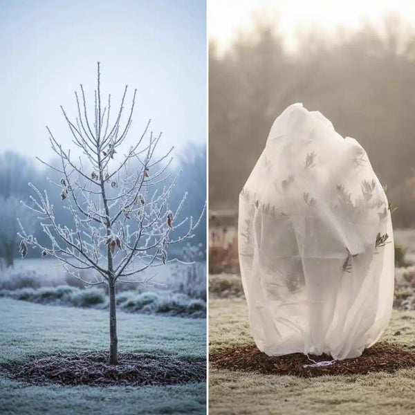 Ein ungeschützter Baum im Frost im Vergleich zu einem Baum, der mit einer Winterschutzhaube aus Vlies vor Kälte und Frost geschützt ist.