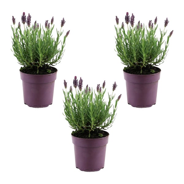 Drei Schopflavendel Pflanzen in violetten Töpfen.