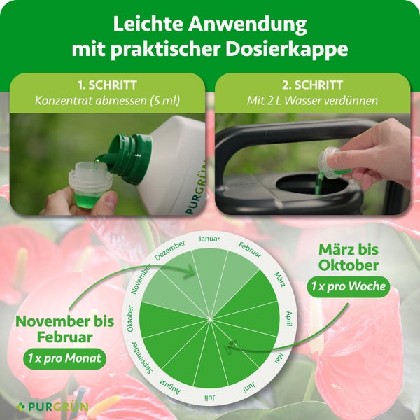 Purgrün Flüssigdünger Anwendung: 5 Milliliter Konzentrat auf 2 Liter Wasser. März bis Oktober wöchentlich düngen, November bis Februar monatlich.