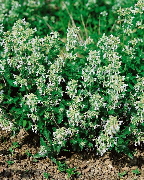 Nepeta racemosa 'Snowflake', Katzenminze, weiß, ca. 9x9 cm Topf