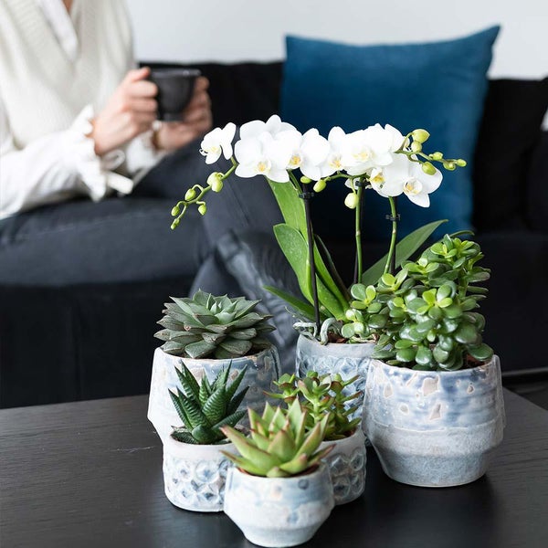 Orchidee und verschiedene Sukkulenten in strukturierten Keramiktöpfen auf einem Wohnzimmertisch vor einem Sofa.