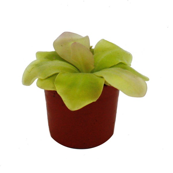 Fleischfressende Pflanze - Maya-Fettkraut - Pinguicula spec. Guatemala - 9cm Topf