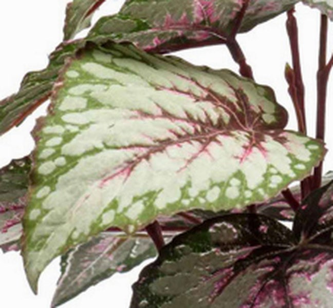 Nahaufnahme eines Blattes der Begonia Rex mit silbrigem Muster und dunklen Blattadern.