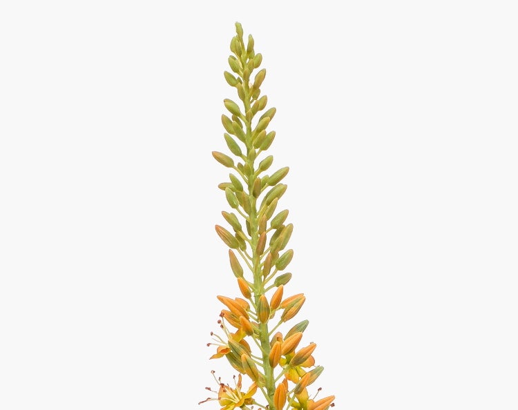 Blütenstand einer Bulbine mit orangefarbenen Blüten und grünen Knospen.