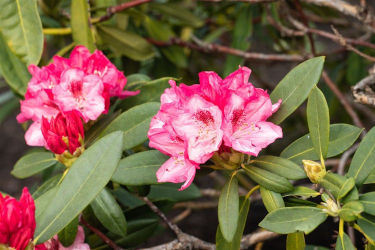 Nahaufnahme einer Rhododendronblüte mit Blättern