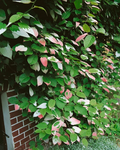 Actinidia kolomikta, Kiwi, 40–60 cm, dekoratives Laub