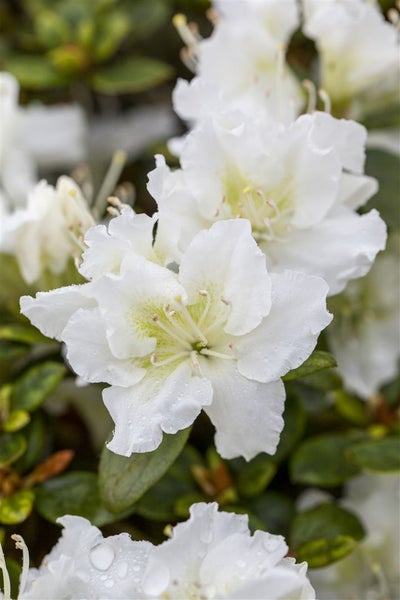 Rhododendron obtusum 'Schneeperle', weiß, 20–25 cm