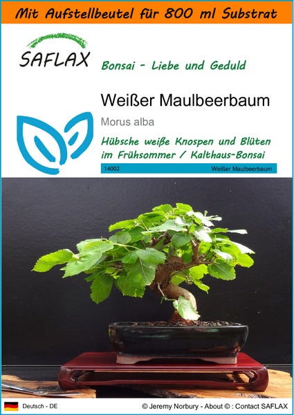 SAFLAX Garden in the bag - Weißer Maulbeerbaum - Morus alba - 200 Samen - Mit Anzuchtsubstrat im praktischen, selbst aufstellenden Beutel