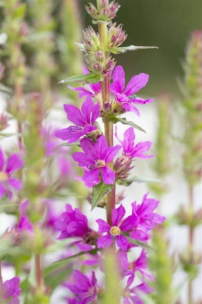 Lythrum salicaria, Blutweiderich, purpurrosa, ca. 9x9 cm Topf