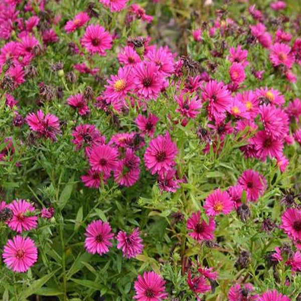Nahaufnahme einer Gruppe von Herbstastern im Gartenbeet.
