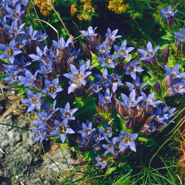 Gentiana septemfida var.lagodechiana, Enzian, blau, ca. 9x9 cm Topf