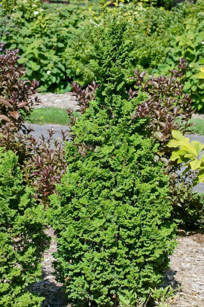 Grüne Kegelzypresse im Gartenbeet