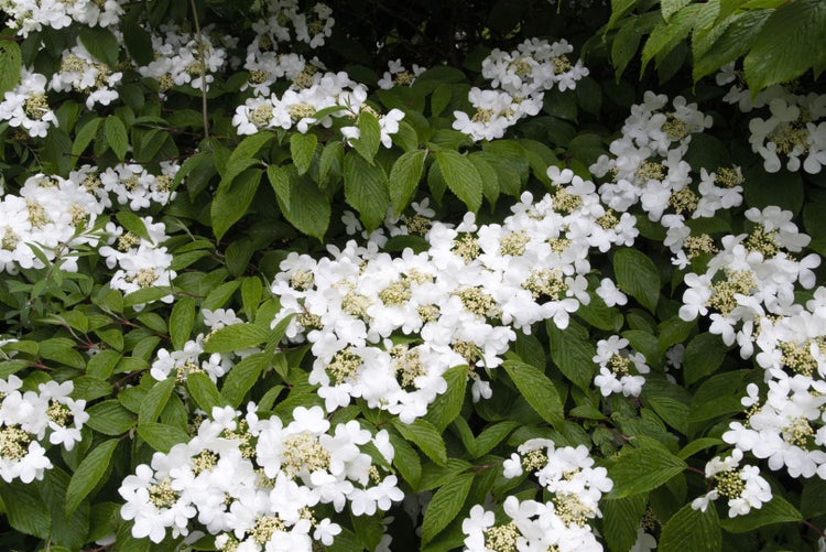 Viburnum plicatum 'Summer Snowflake', Japanischer Schneeball, 30–40 cm