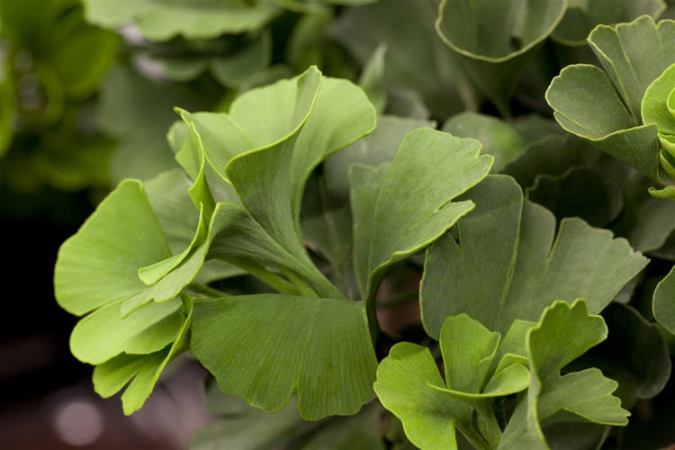 Ginkgo biloba 'Mariken', Fächerblattbaum, 30–40 cm