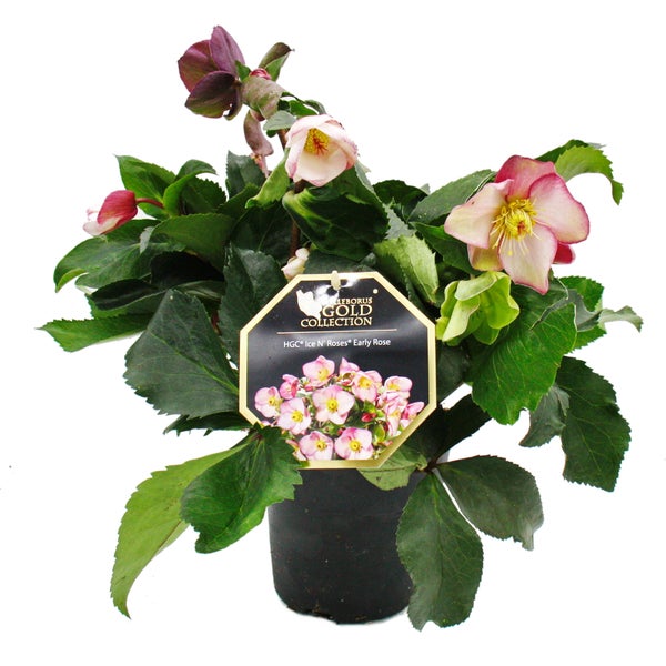 Christrose Schneerose Helleborus Ice n Roses mit vielen Knospen im 15cm Topf Early Rose Rosa blühend