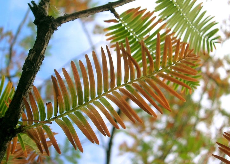 SAFLAX Garden to go - Urwelt - Mammutbaum - Metasequoia glyptostroboides - 60 Samen - Mit Topf, Klima - Deckel und Anzuchtsubstrat