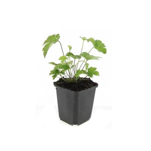 Zierstaude - Herbst-Anemone - Anemone tomentosa 'Robustissima' - 9cm Topf - Set mit 12 Pflanzen