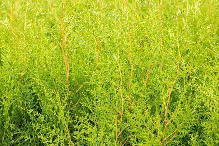 Thuja occidentalis 'Brabant', Lebensbaum, grün, 80–100 cm